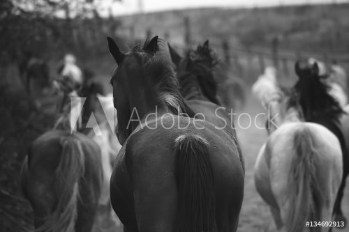 Monochrome image of horses on the nature. Black and white background photo - 901153408