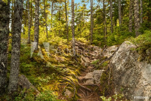 Moose Horn Trail Path - 901143793