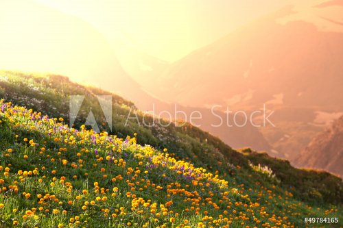 Mountain meadow - 901139112