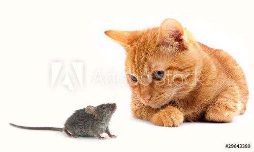 Mouse and cat - 900031031
