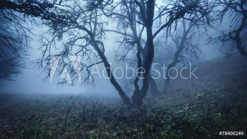 Mysterious autumn forest in fog