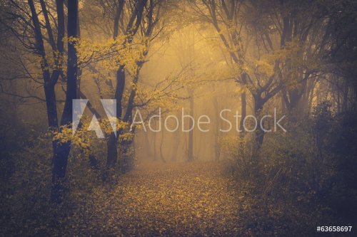 Mysterious foggy forest with a fairytale look - 901145322