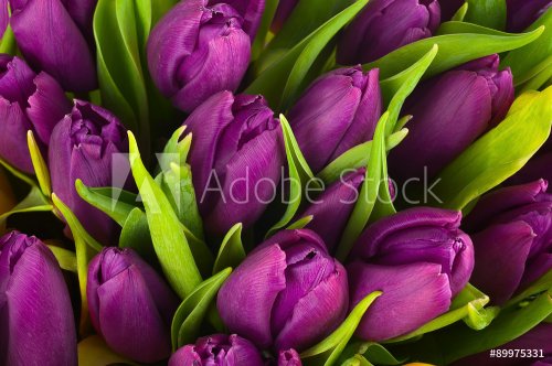 Nature bouquet from purple tulips for use as background. - 901149065