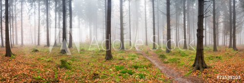 Nebel im Wald - 901143572