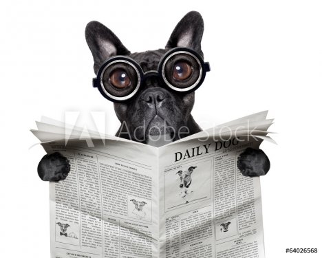 newspaper bulldog