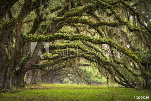 Oaks Avenue Charleston SC plantation Live Oak trees forest - 900660312