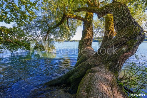 old tree and lake