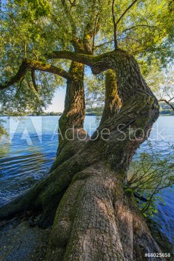 old tree and lake - 901154638