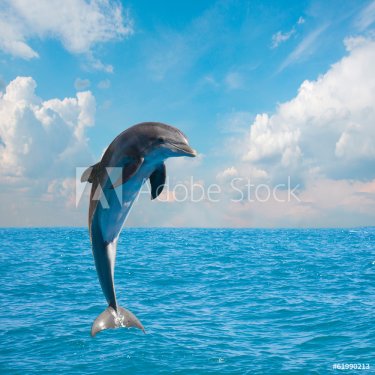 one jumping dolphins - 901144574
