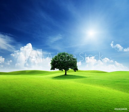 one tree and perfect grass field - 900061135