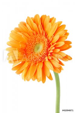 Orange gerbera daisy flower - 900427930