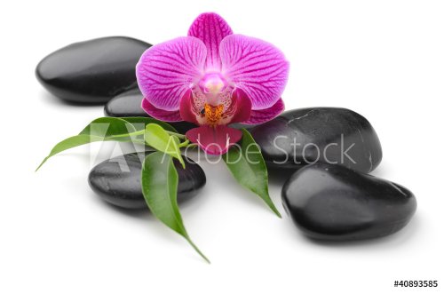 orchid - 900337769