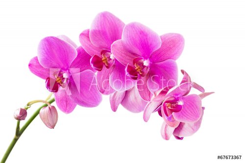 Orchid - 901142597