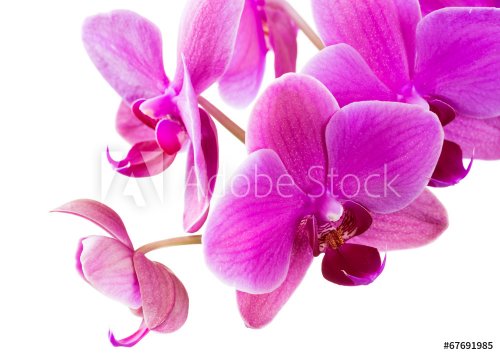 Orchid - 901142598