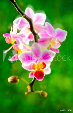 orchid flower - 901142218