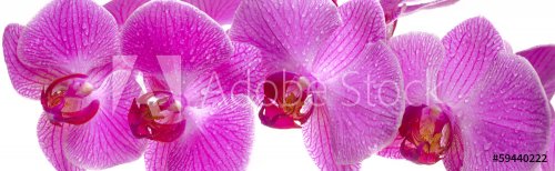 orchid in panorama - 901143246