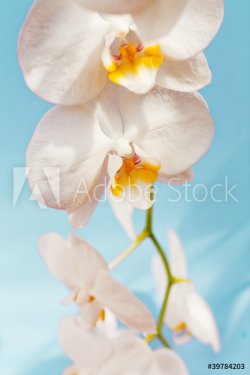 Orchidee - 900601023