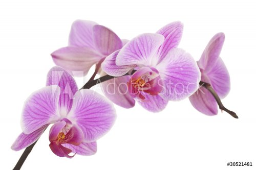 Orchidee (light pink) #4 - 900128086