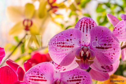 Orchidee Lila