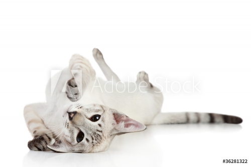 Oriental Blue point siamese cat playing