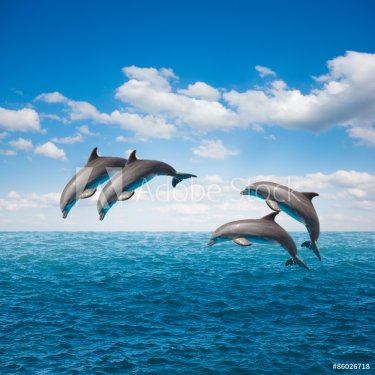 pack of jumping dolphins