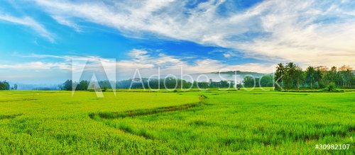 Paddy rice panorama - 900169522