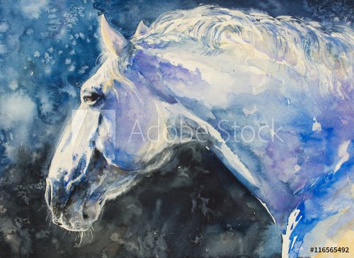  Painting of lipizzaner horse portrait.Picture created with watercolors - 901148608