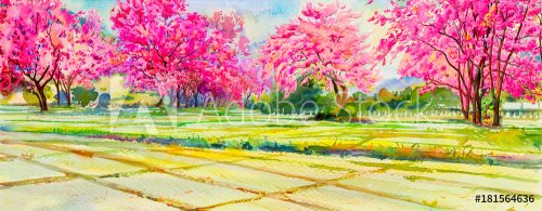 Painting pink color of Wild himalayan cherry flowers