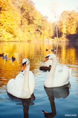 Pair of white swans on the lake - 901148368