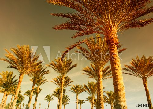 Palm forest at sunset