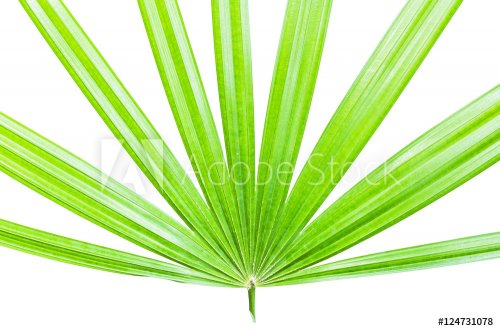 Palm leaf isolated on white background - 901148909