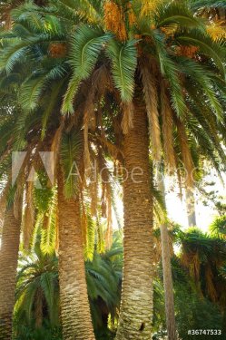 Palm tree in a tropical forest. - 901138032