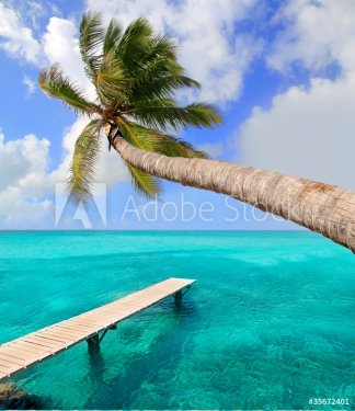 Palm tree in tropical perfect beach - 900451795