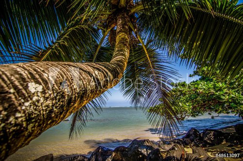 Palm Tree over Beach