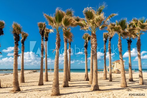Palm trees on Tel Aviv sand beach, Israel.  - 901149122