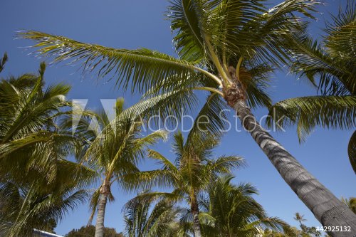 Palms with blue sky