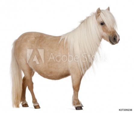 Palomino Shetland pony, Equus caballus, 3 years old, standing - 900164922