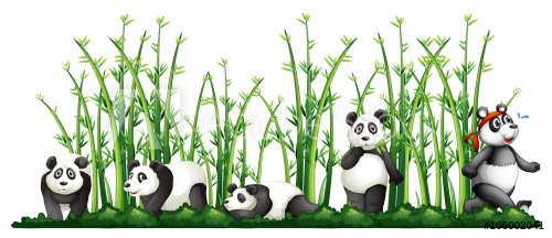 Pandas in the bamboo forest