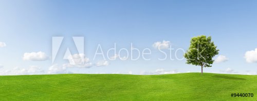 Panorama of a maple tree on a meadow against a blue sky - 900054290