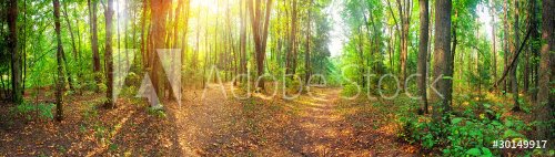 Panorama of a mixed forest at summer sunny day - 900034955