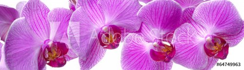 panorama of orchid flower