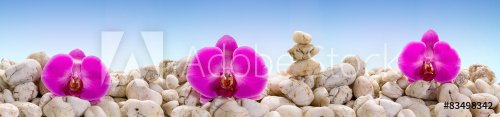 Panorama with purple orchids on the white stones.