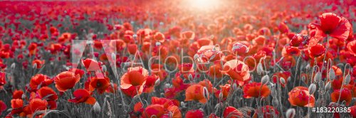 panorama with red poppies, selective color - 901152838