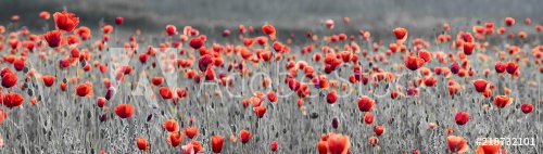 panorama with red poppies,selective color, only red and black