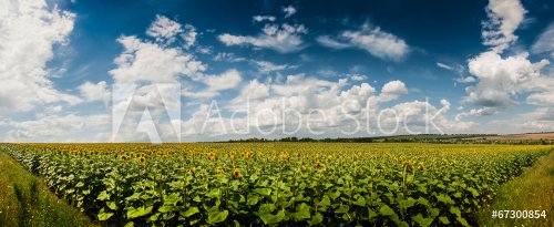 Panoramic Field of sunflowers. Landscape with village in the dis