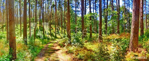 Panoramic view of pine forest