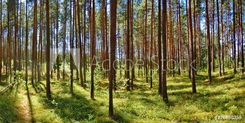 Panoramic view of pine forest