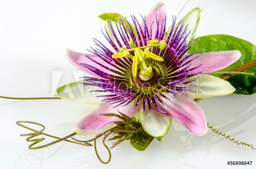 Passionsblume, ganz nah: Passiflora x belotti / Studio - 901142044