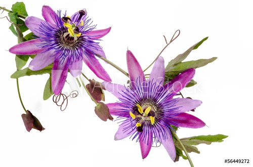 Passionsblumen: passiflora violacea / Studioaufnahme