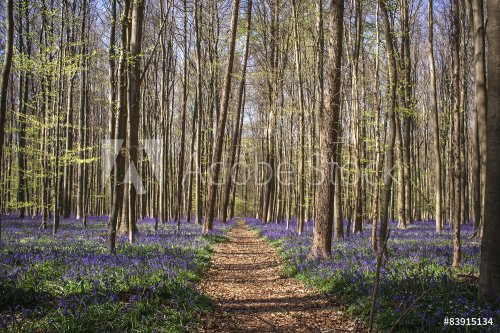 path in the bluebells forest